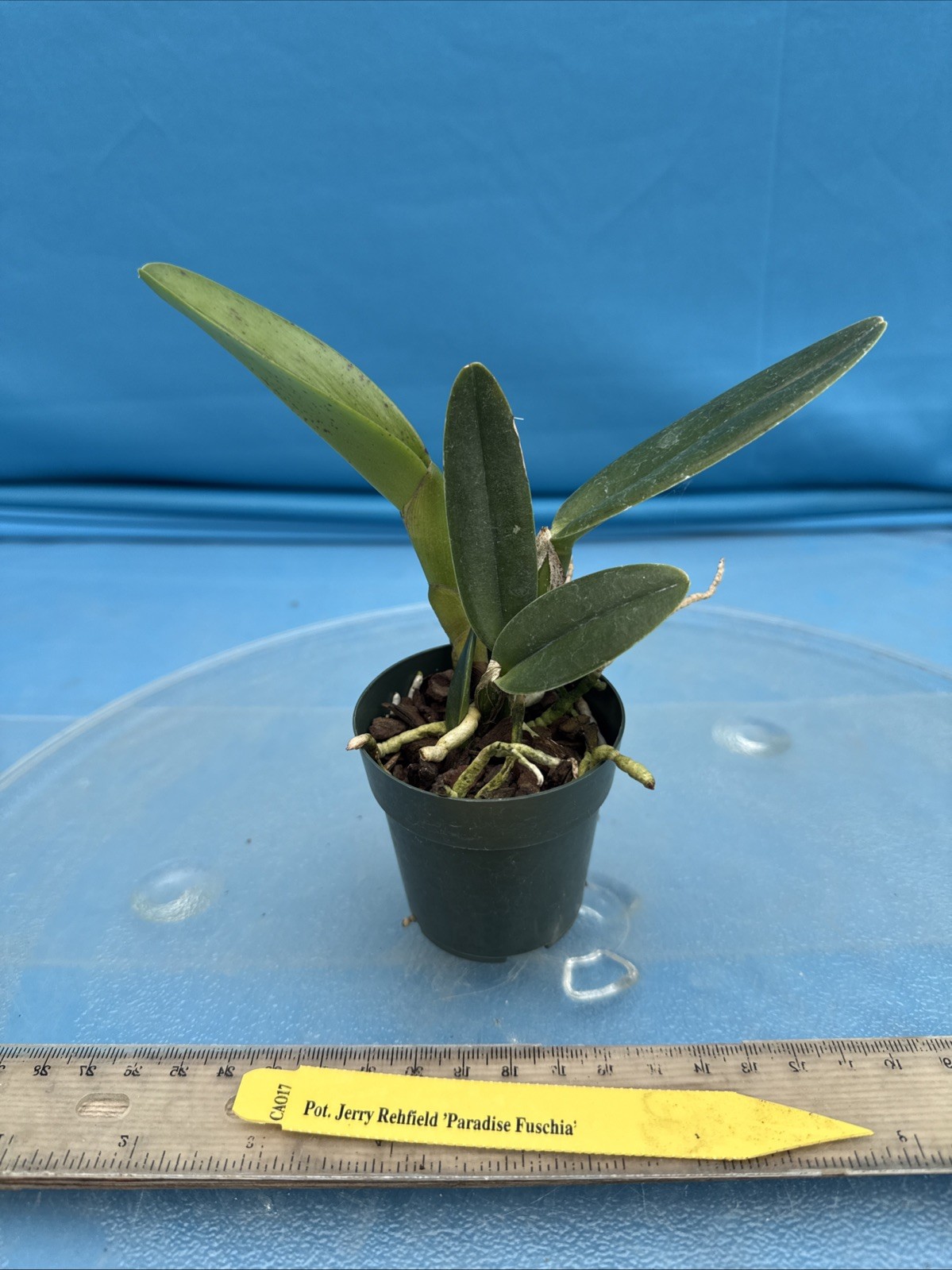 Potinara Jerry Rehfield ‘Paradise Fuchsia’ Red Pink Yellow Purple Orchid 2” Pot