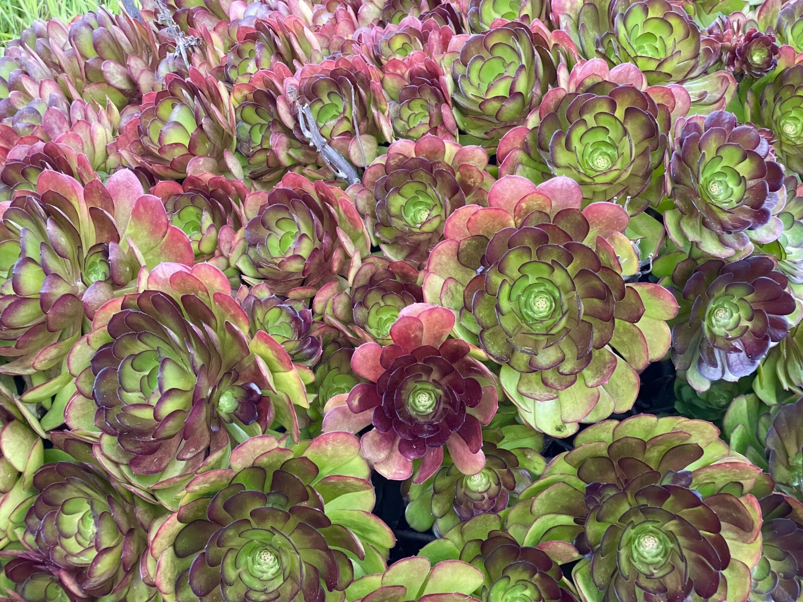 Aeonium Succulent 3-4″ Rare Indoor Outdoor Live Plant Unrooted Cutting
