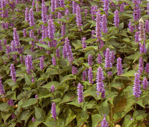 HYSSOP LAVENDER LICORICE MINT Agastache Foeniculum – 15,000 Bulk Seeds