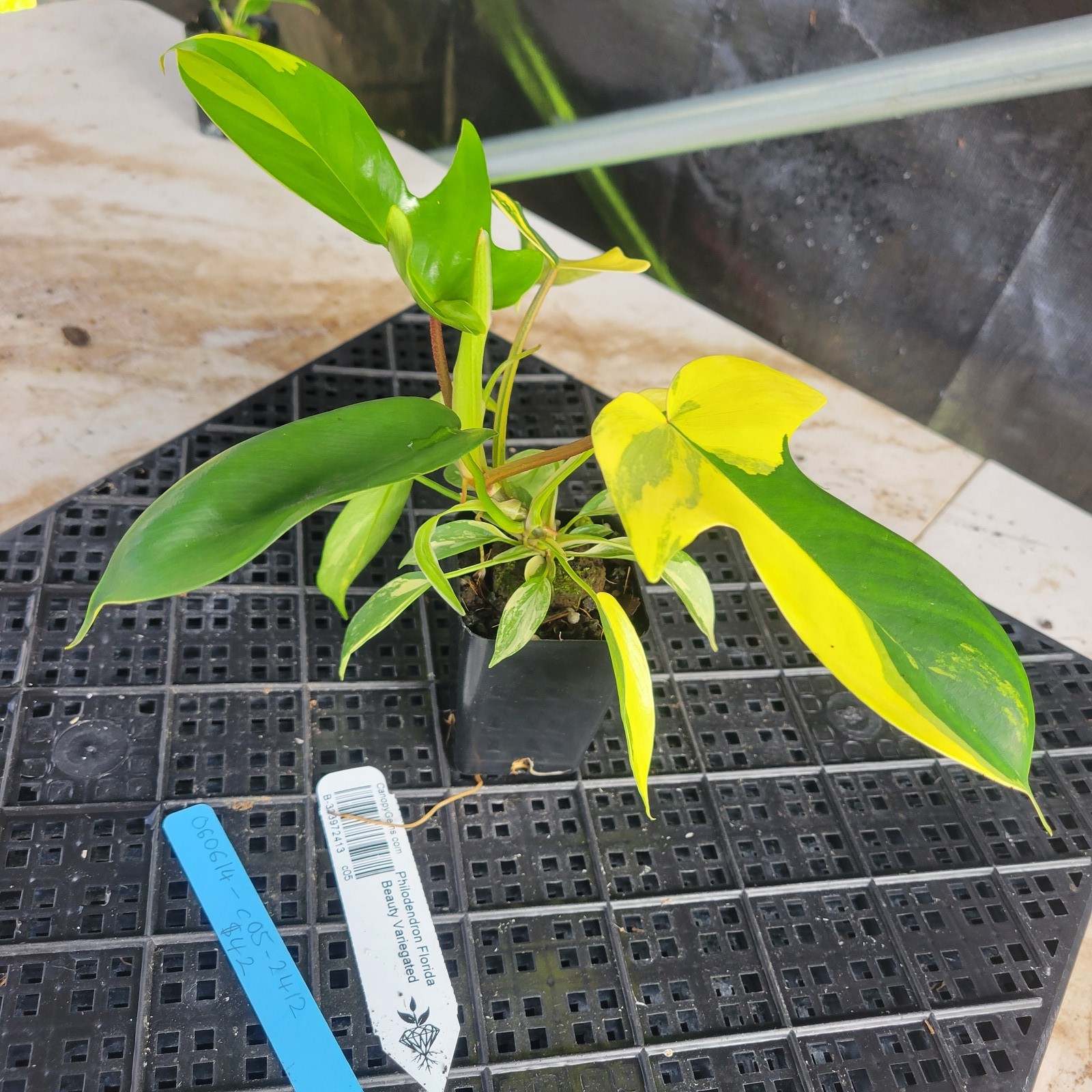 Philodendron Florida Beauty, Exact Plant Variegated Ships Nationwide