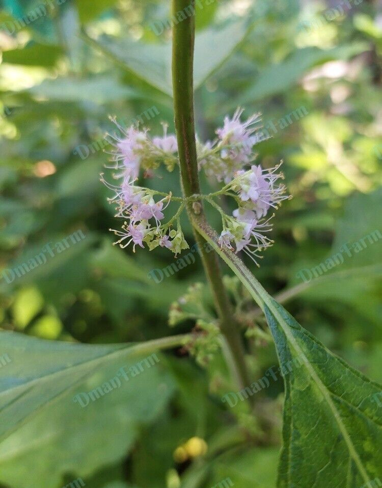 8 FRESH CUTTINGS FRENCH MULBERRY PURPLE BEAUTY BERRY BUSH CALLICARPA AMERICANA