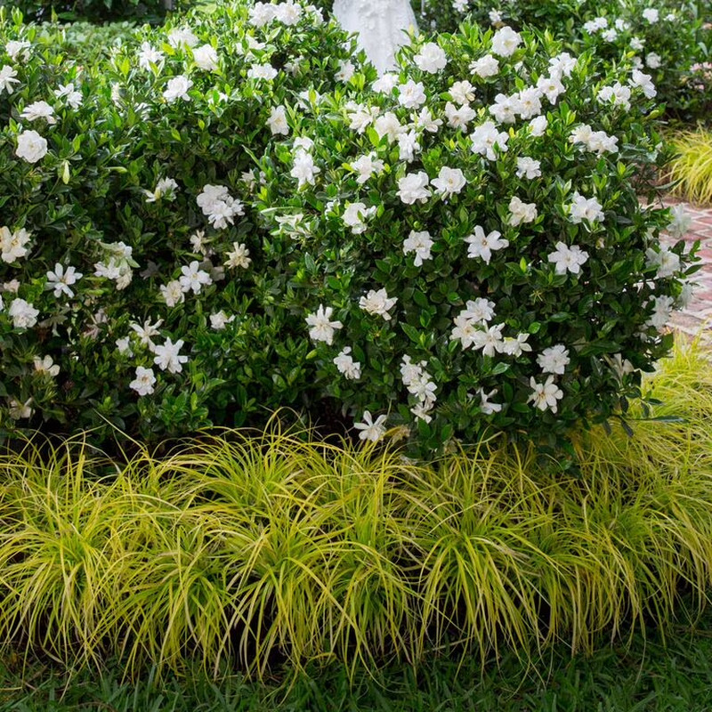 Jubilation Gardenia Live Shrub in 2.5-Quart Grower Pot