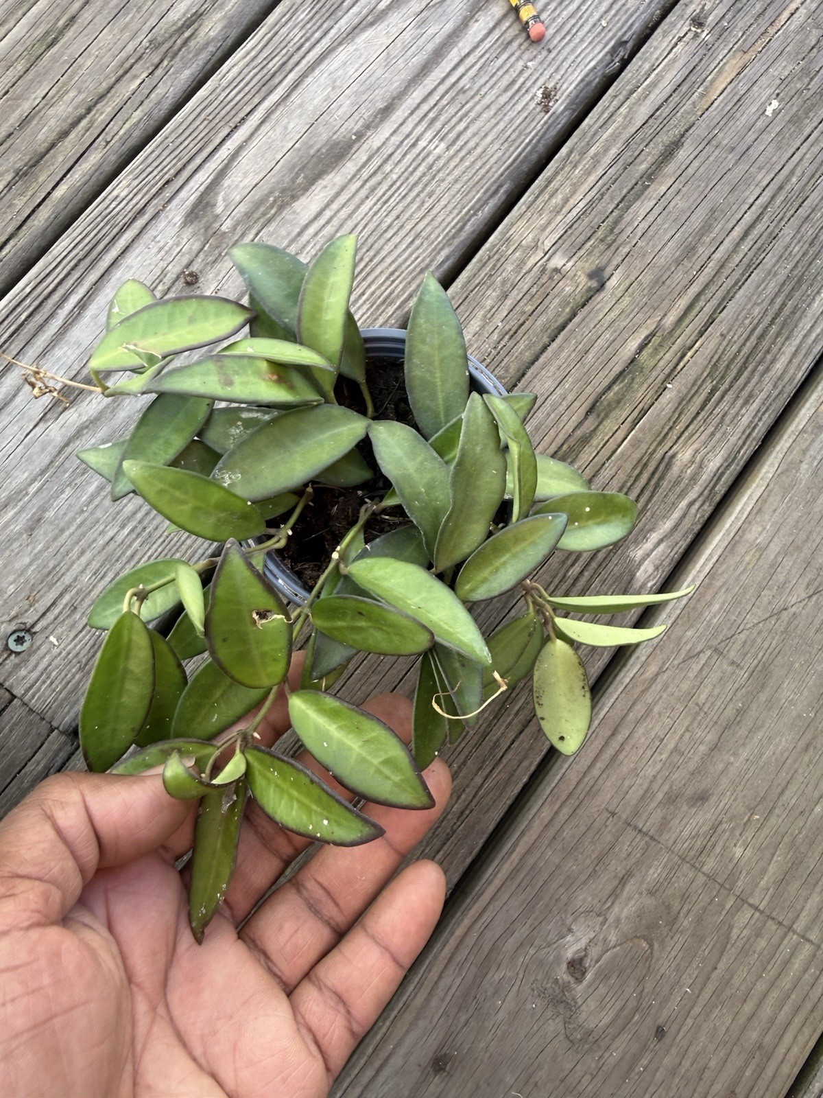 Hoya Rosita, 4 inch, Rare Hybrid of Hoya wayetii x tsangii
