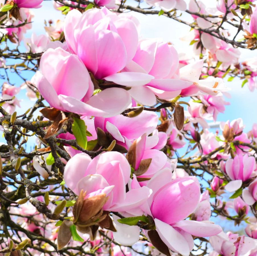 Jane Magnolia Tree, Live Plant, 2.5″ Pot, 6–12″ Tall, No Ship AK, HI, PR