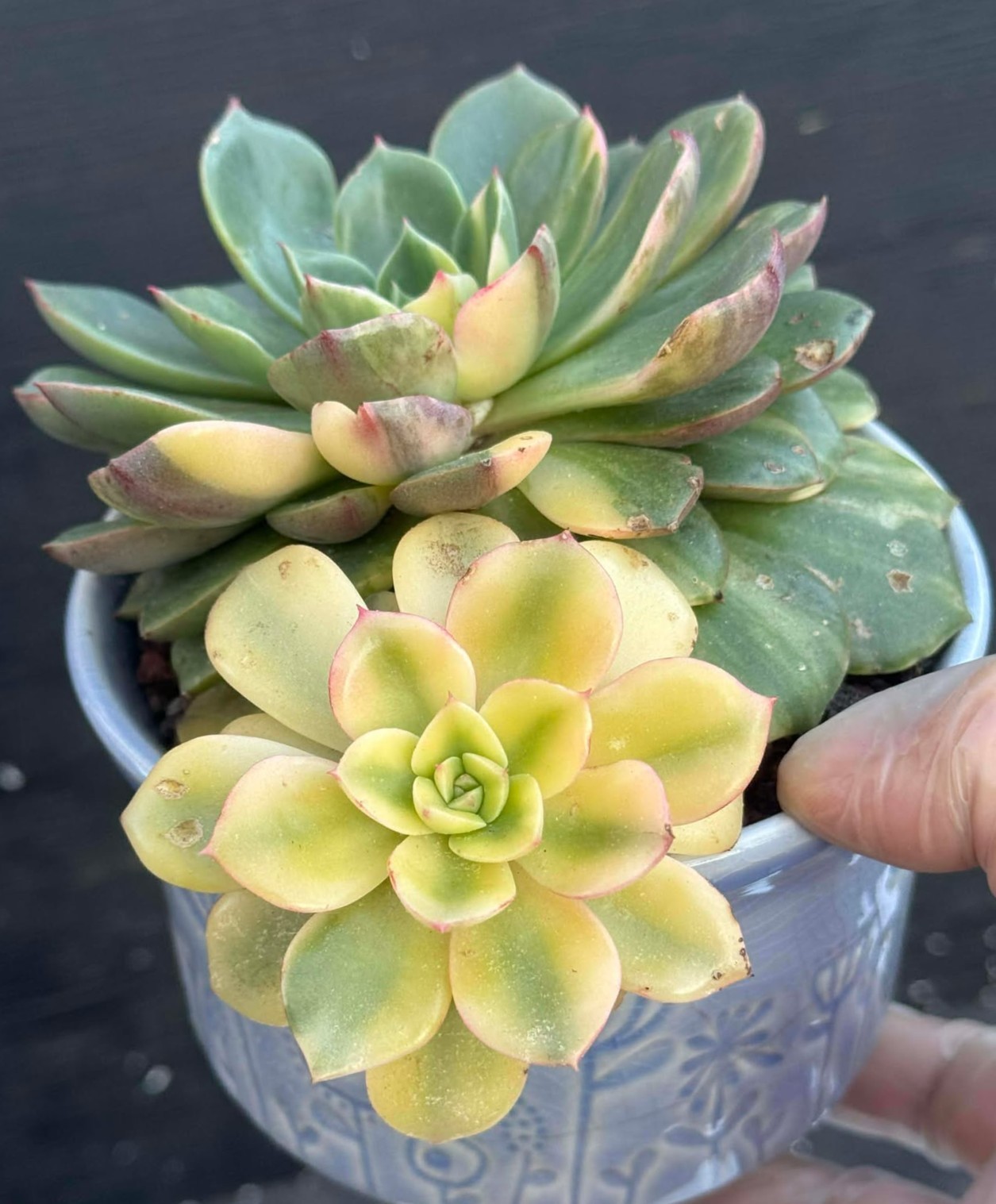 Imported Succulent live plant rare succulent Home dec Echeveria Golden Glow #116