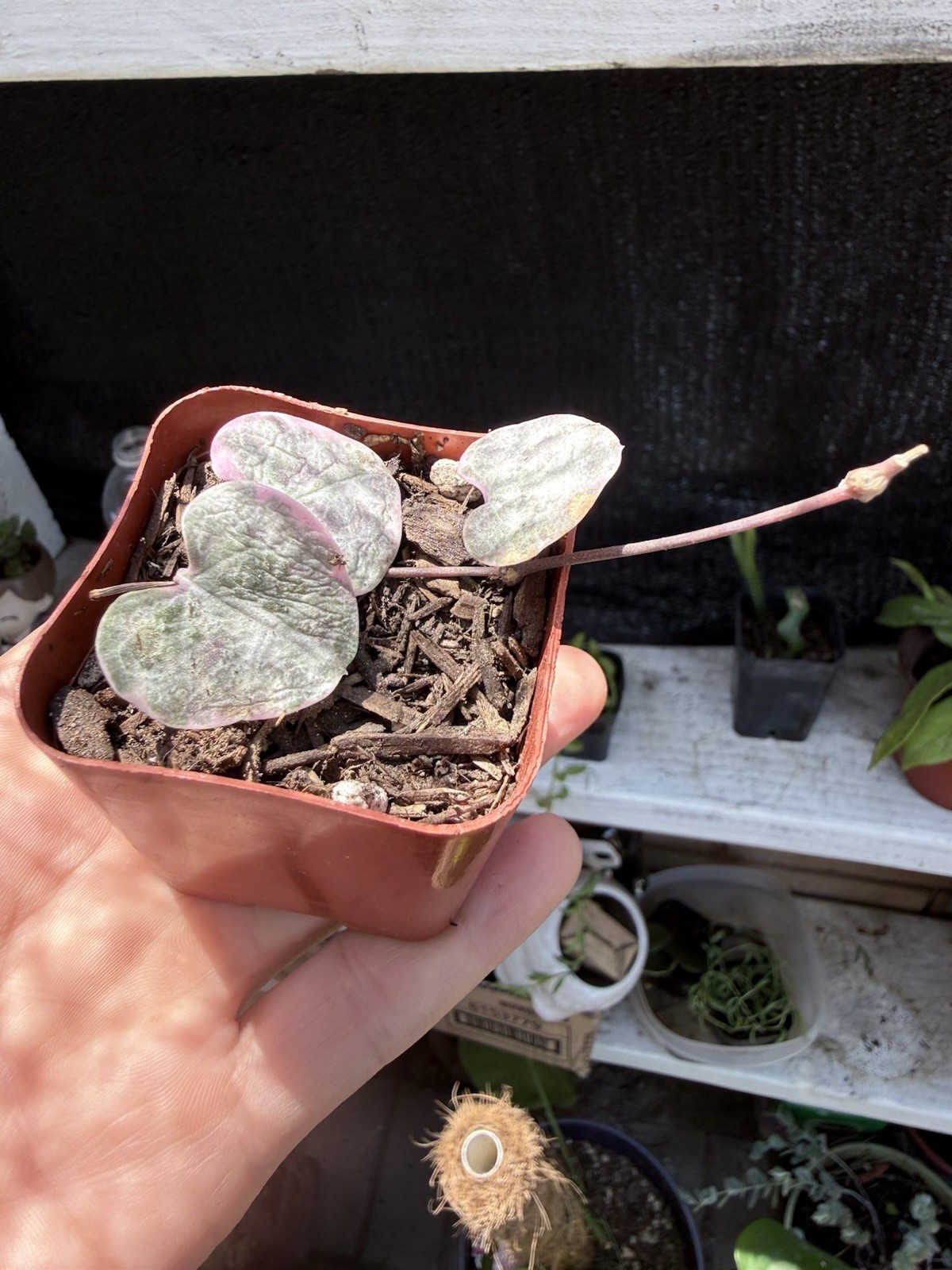 String of Hearts, Turtles, Pearls, bananas, or Rubies in 2in pot Succulents