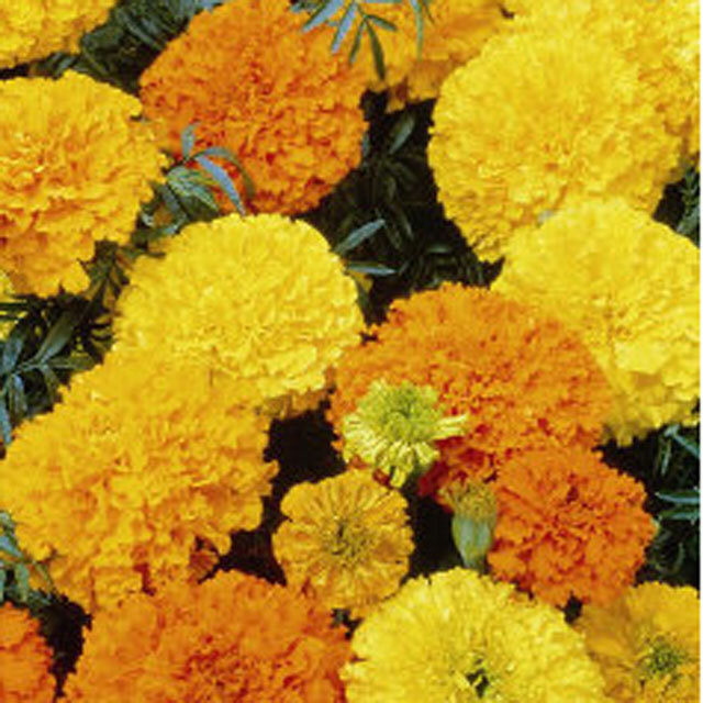 Crackerjack Marigold Seed NON-GMO 4″ Blooms, Insect Repellant & Bright Colors