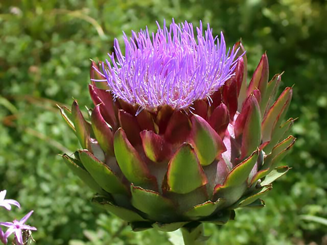 Globe Artichoke, Cynara scolymus, Seeds (Fast, Edible, Showy)