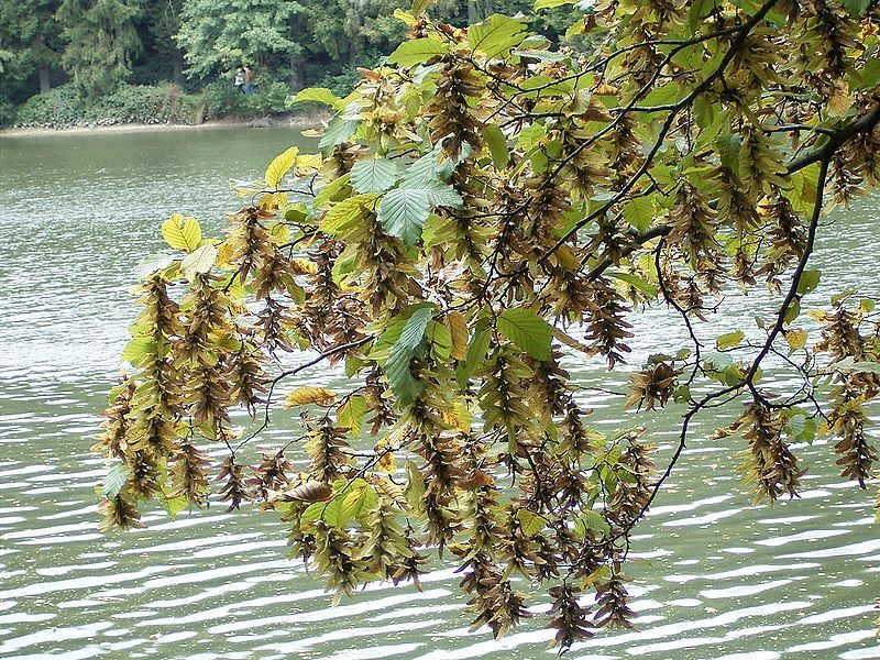 European Hornbeam, Carpinus betulus, Tree Seeds (Fall Color, Bonsai, Topiary)