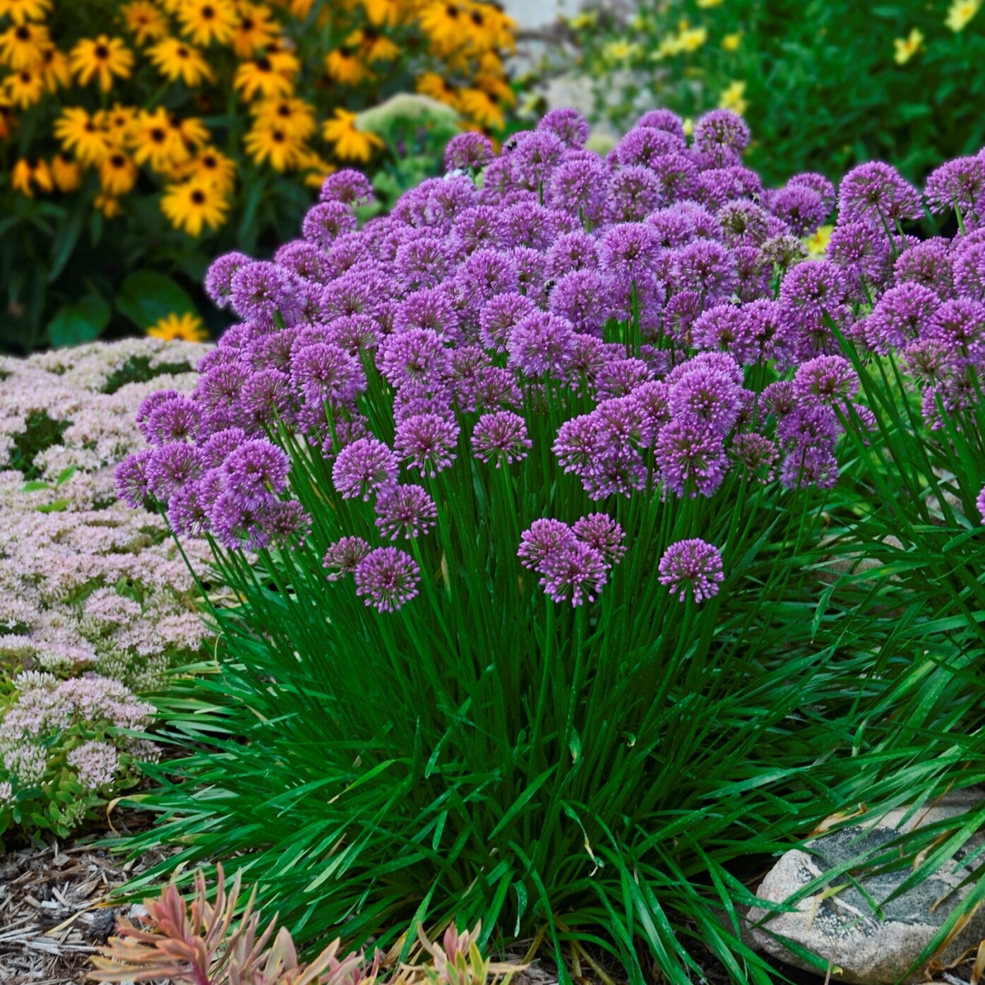sun allium MILLENNIUM purple ornamental onion 2.5″ pot = 1 Live Potted Plant