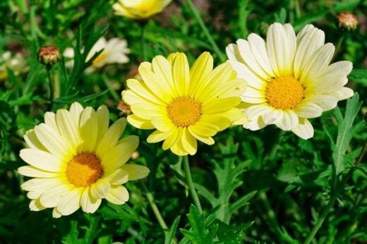 Painted Daisy Sunshine Yellow seeds packet of 100