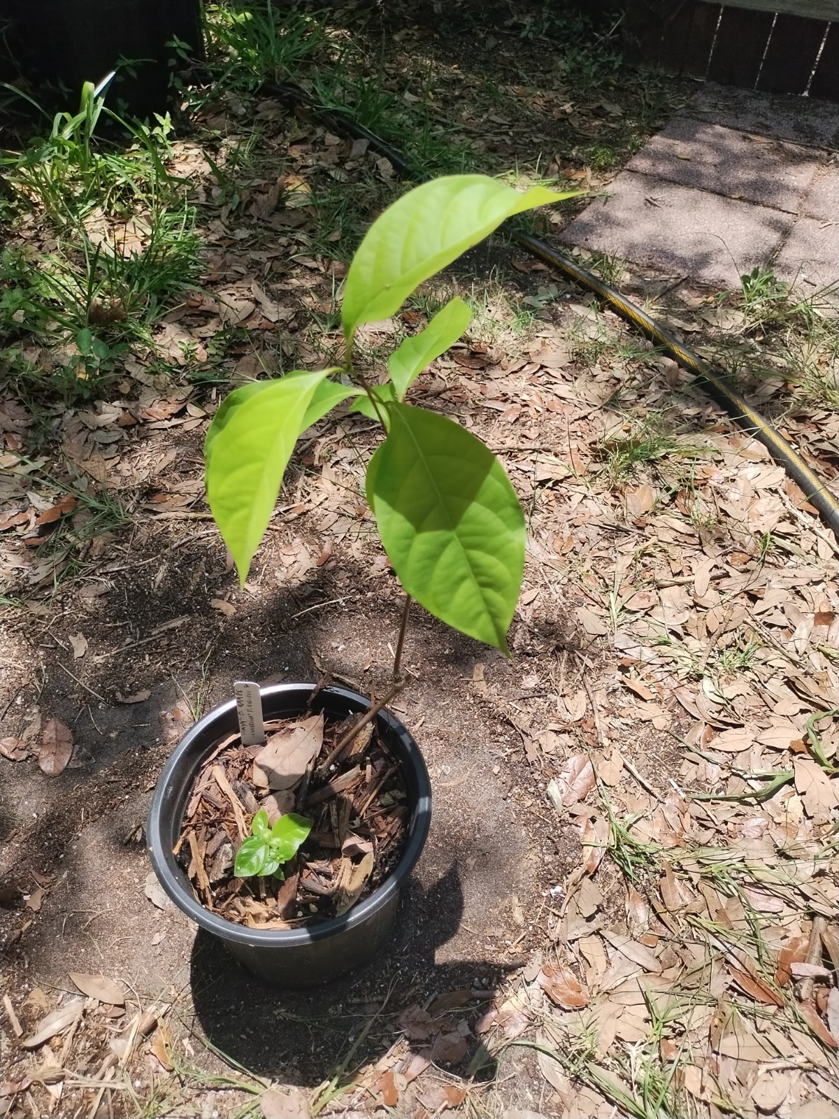 2 Plant Combo South American Psychotria V. And B. Caapi Plant In Same Pot # 2