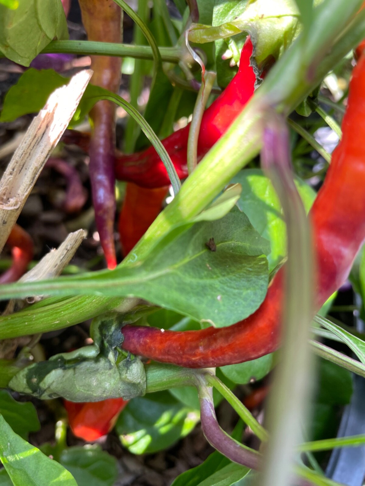 50+ Buena Mulata Purple Pepper Seeds Heirloom Hot