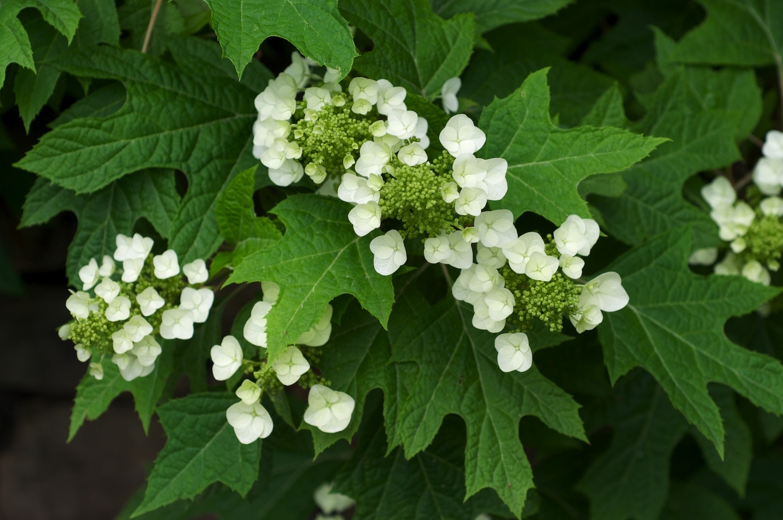 Oakleaf Hydrangea, Hydrangea Quercifolia, Seeds (Fast, Showy, Fall Color)