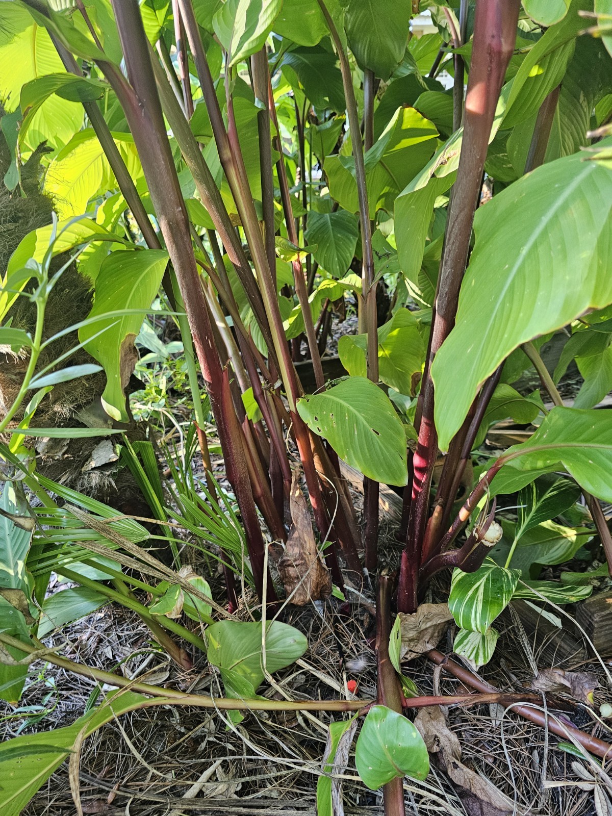 15 CANNA LILLIES BULBS TALL RED FLOWER GREEN/ PURPLE LEAVES PURPLE STALKS