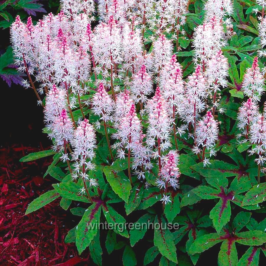 Tiarella Spring Symphony, Foamflower, Container Size: 4.5″