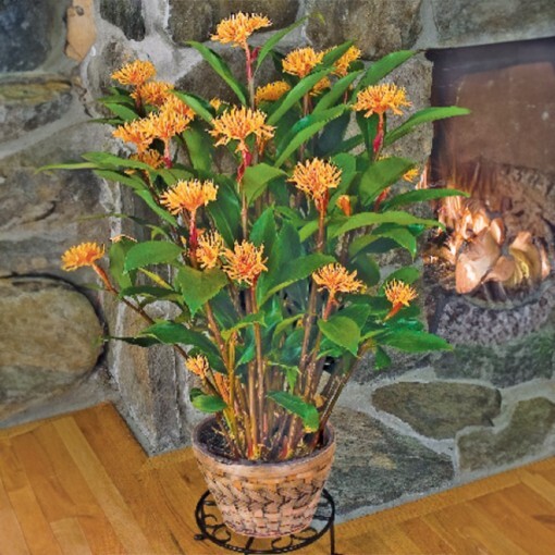 Golden Brush Dwarf Ginger – Burbidgea schizocheila- SMALL ROOTED STARTER Plant