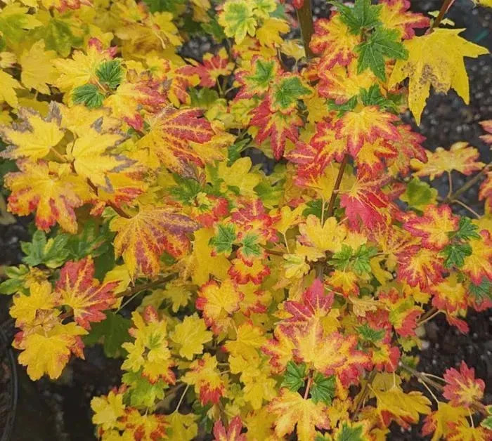 Acer circinatum ‘Baby Buttons’ #1 Container Size 18-24″ Height