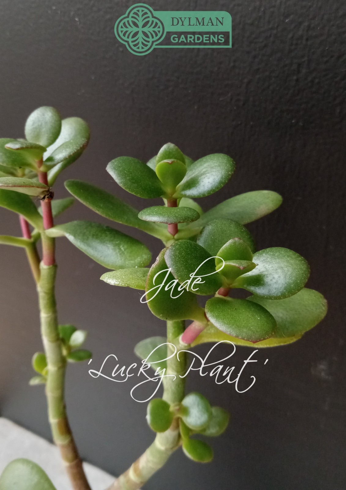 Jade Plant (Crassula Ovata) – Lucky Plant – Indoor Houseplant – Multiple Sizes