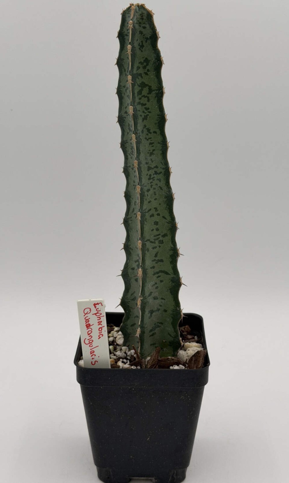 Euphorbia quadrangularis in 3.5″ Pot – Spiral Euphorbia Super Healthy! VERY RARE