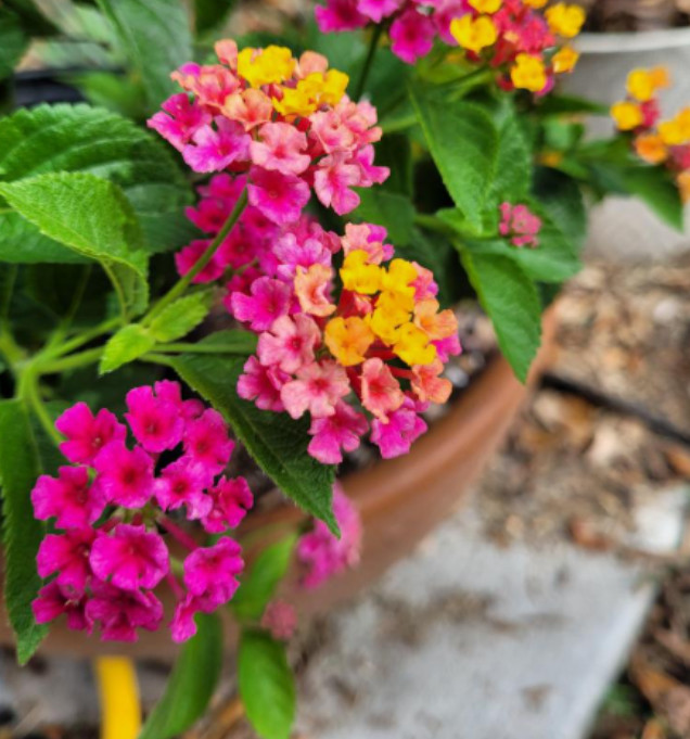 Set 2 Lantana Anne Marie Live Plants – 4-6″ Tall – Flowering Plant for Landscapi