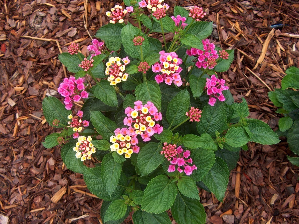 Set 4 Lantana Chapel Hill Pink Huff Plant – 3-5″ Tall – Hardy Plant – Zones 7-11