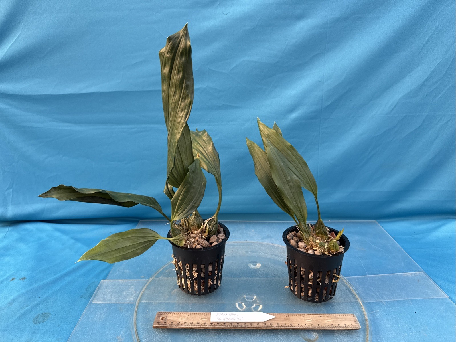 Stanhopea occulata Large Fragrant Ivory Yellow Red Spots Orchid Species 4” Pot