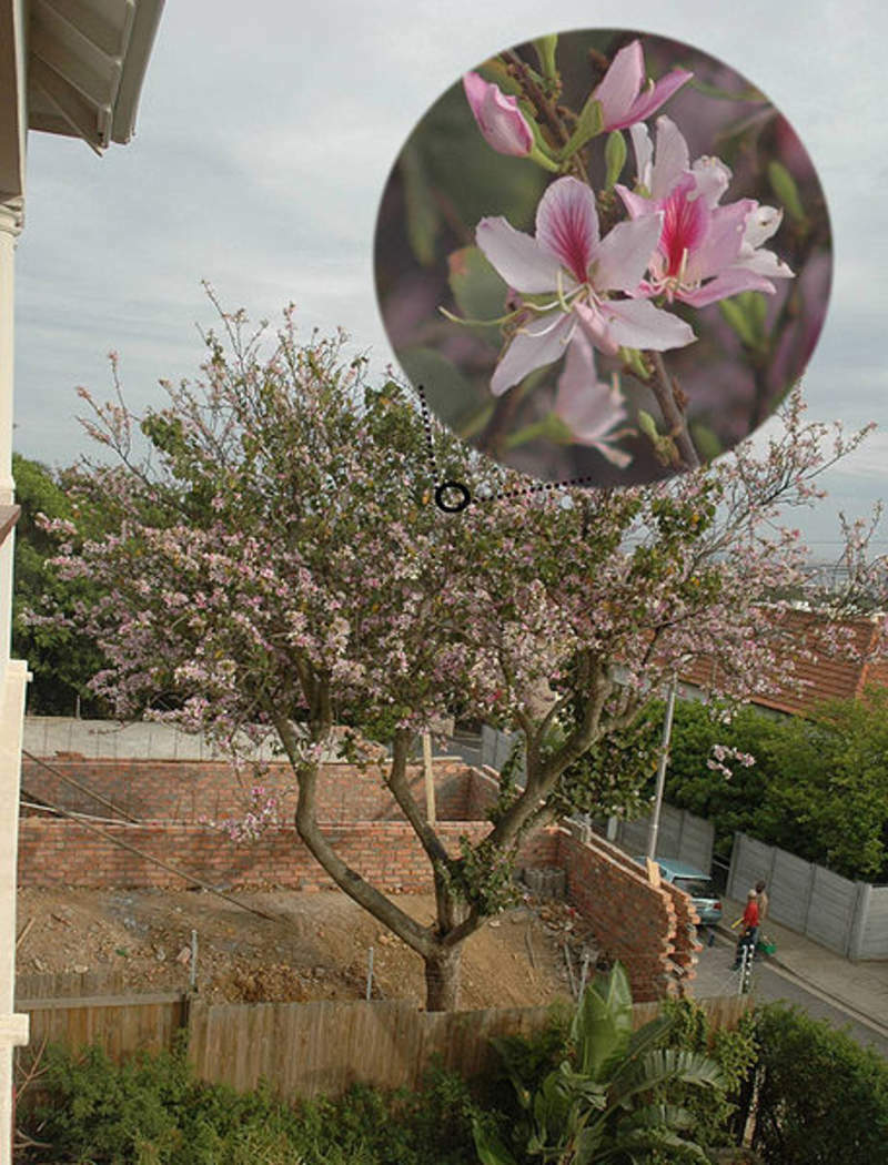 1-1000 PCS Pink Orchid Tree Seeds Bauhinia variegata Mountain Hawaiian 0130