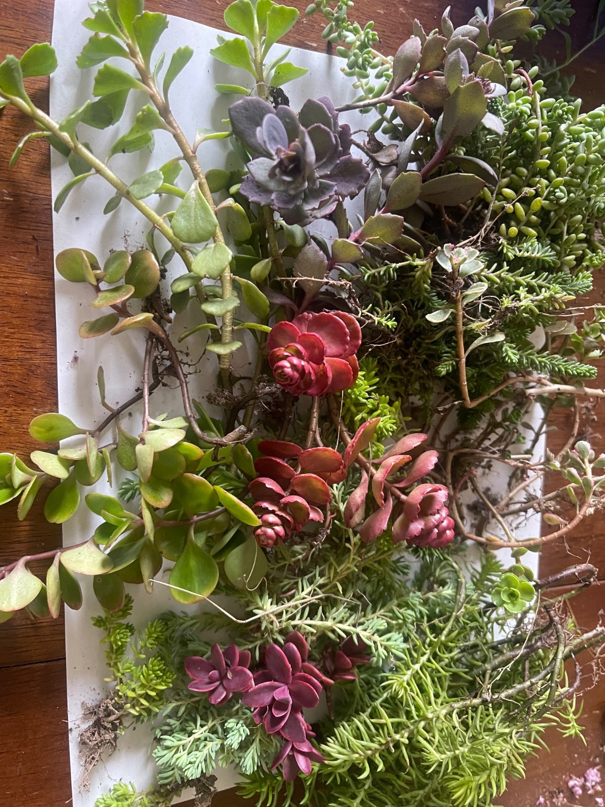 25+ Sedum Succulent Cuttings – 5-8 Varieties – Mixed Stonecrop – Easy to Root