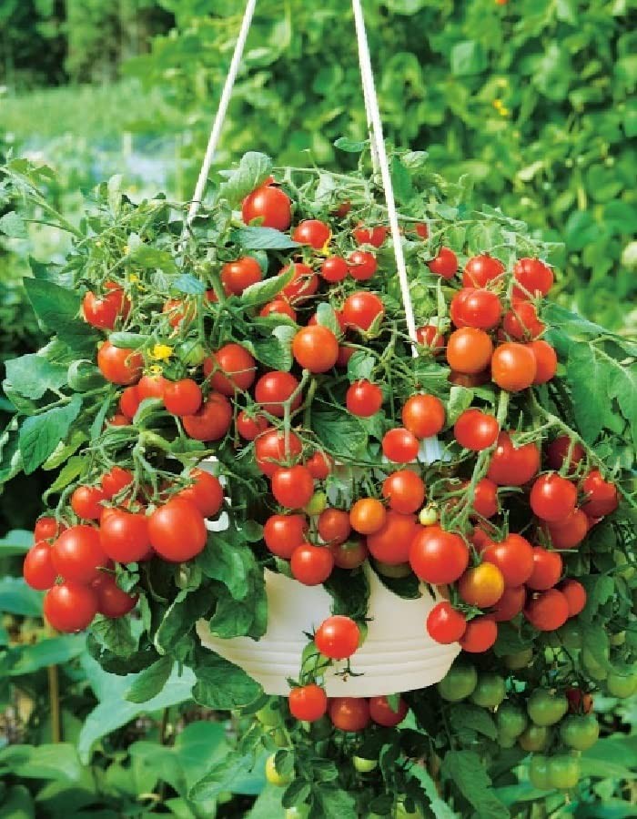 – 40+ Seeds Indoor Dwarf Tomato Year-Round – Vegetable Red