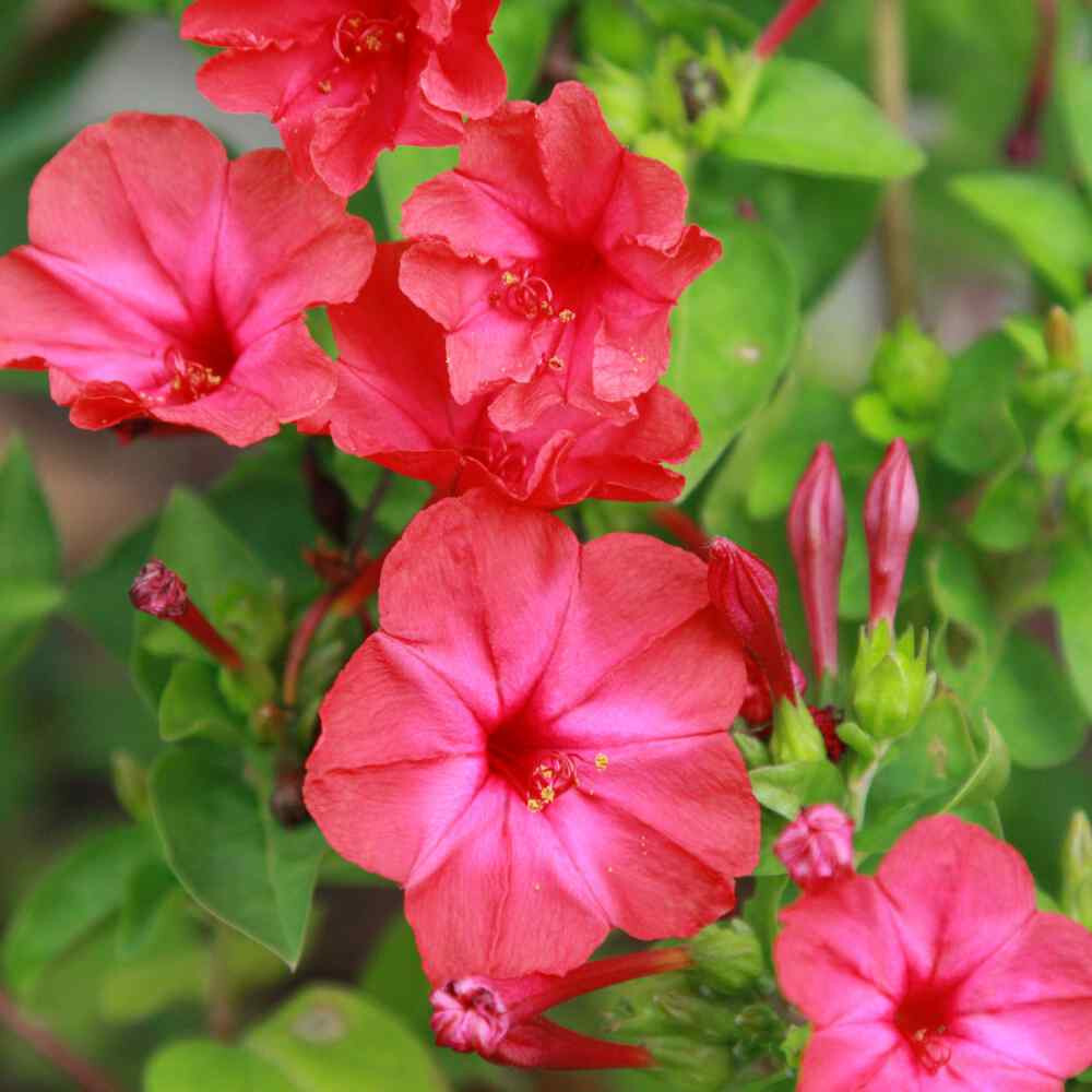 1oz Red Four O’Clock Flower Seeds Mirabilis jalapa (Approx 350 Seeds)