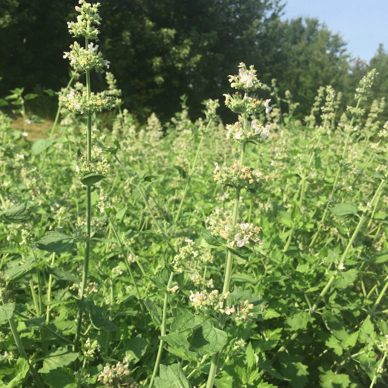 Catnip Seeds (Nepeta cataria) ~Traditional Herb Perennial Pollinator Garden