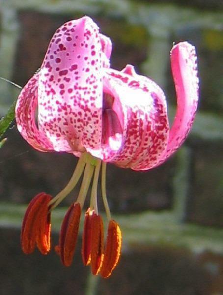 Lilium martagon | Martagon Lily | Turk’s Cap Lily | 10 Seeds