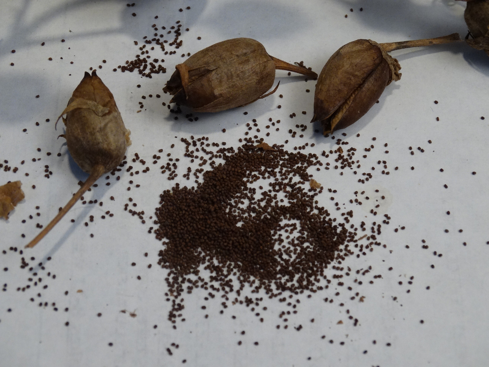 LOUISIANA PERIQUE TOBACCO 500+ SEEDS FRESH 2022 CROP 0.05+Gram Instructions Incl