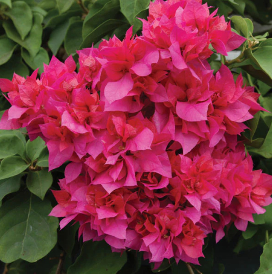 Set 2 Live Double Red Bougainvillea Plants – 4–6″ Tall – Ship No Pot