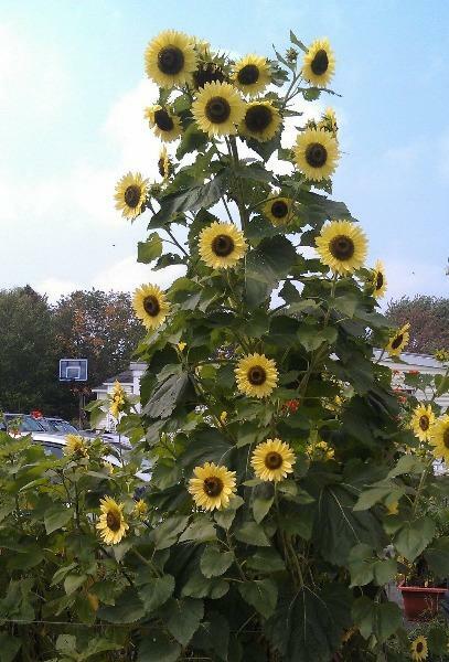Sunflower Lemon Queen | Small Wood Sunflower | 50 Seeds