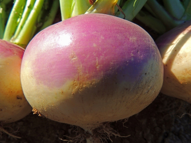 Turnip Seed: Purple Top White Globe Turnip Seeds Fresh Seed FREE SHIPPING