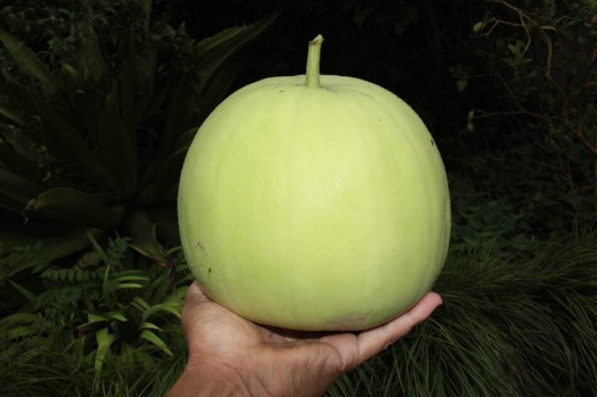24 Fragrant Wax Gourd seeds; Taro Winter Melon; Bi Dao; 芋香冬瓜; 農友種苗