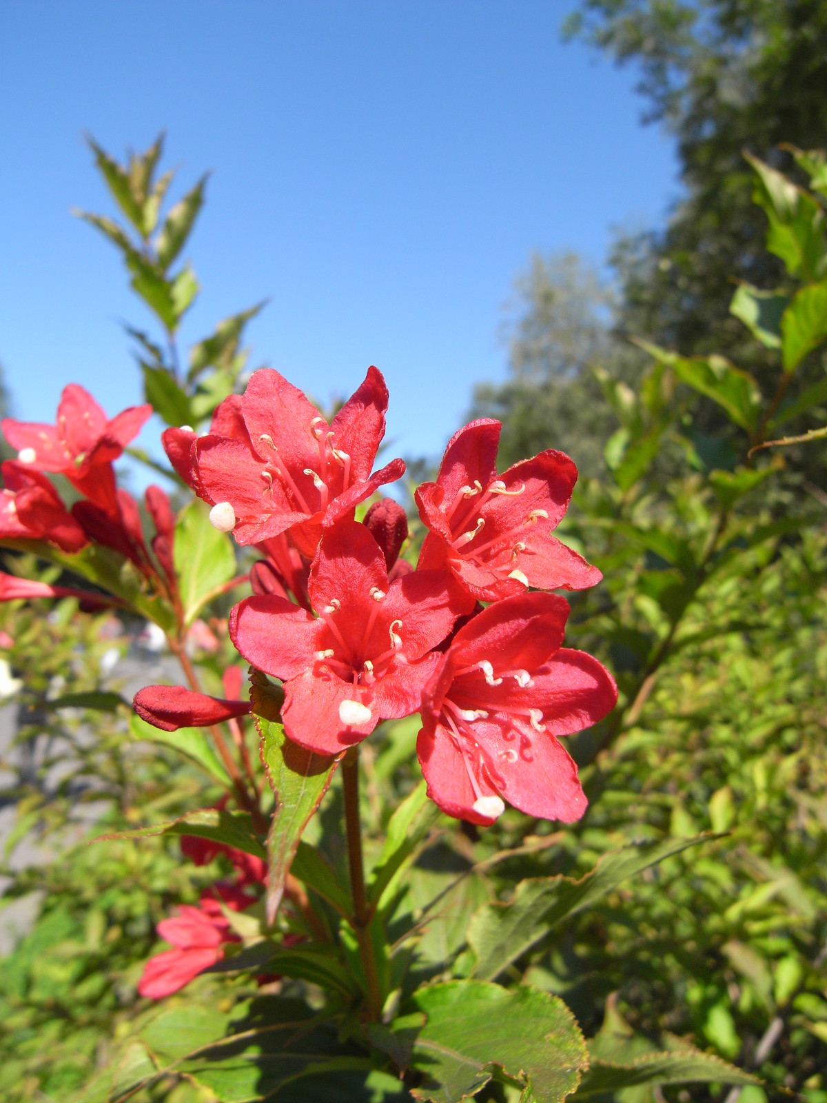 Weigela florida, Shrub Seeds