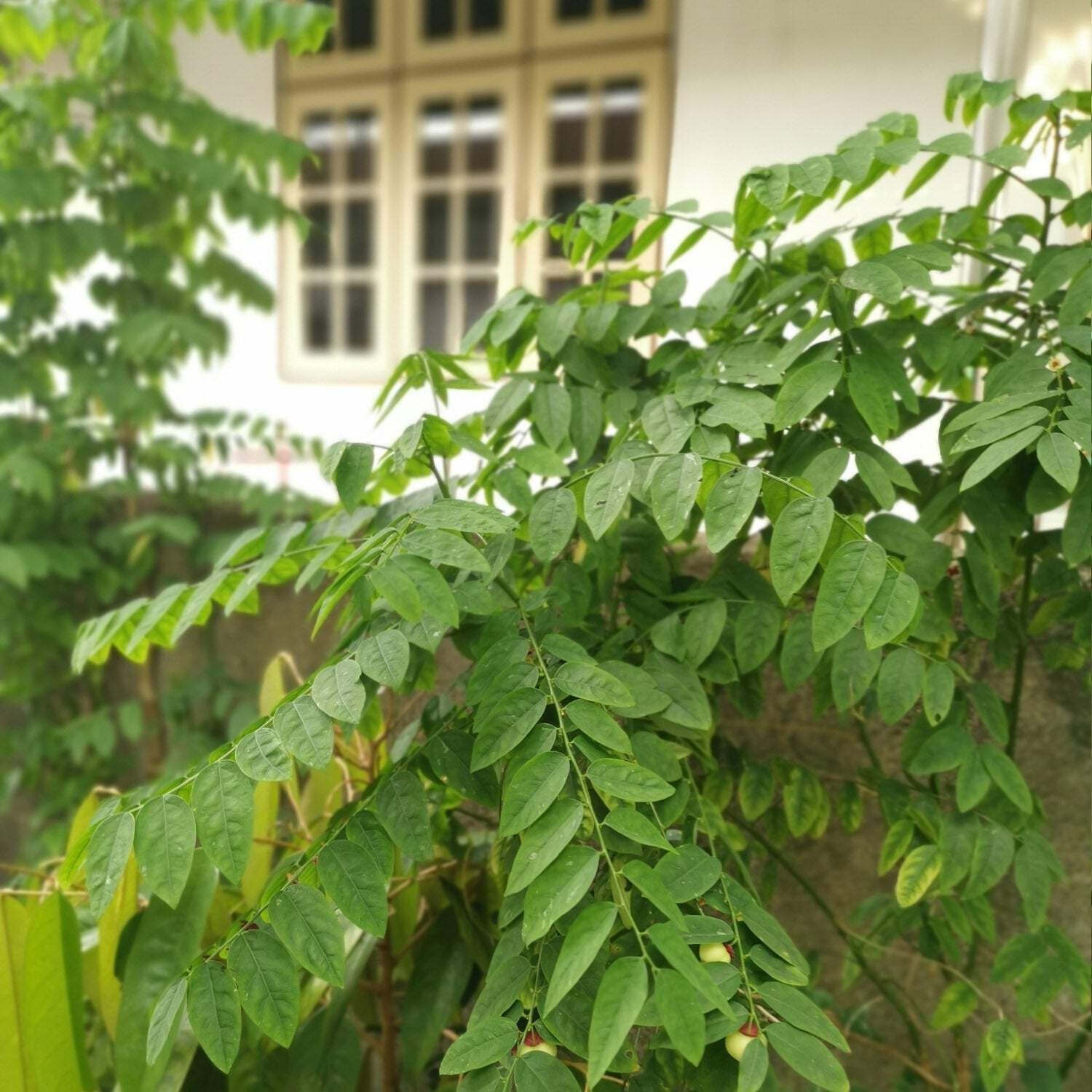 Katuk (Sweetleaf Bush) – Sauropus androgynus – Live Plant
