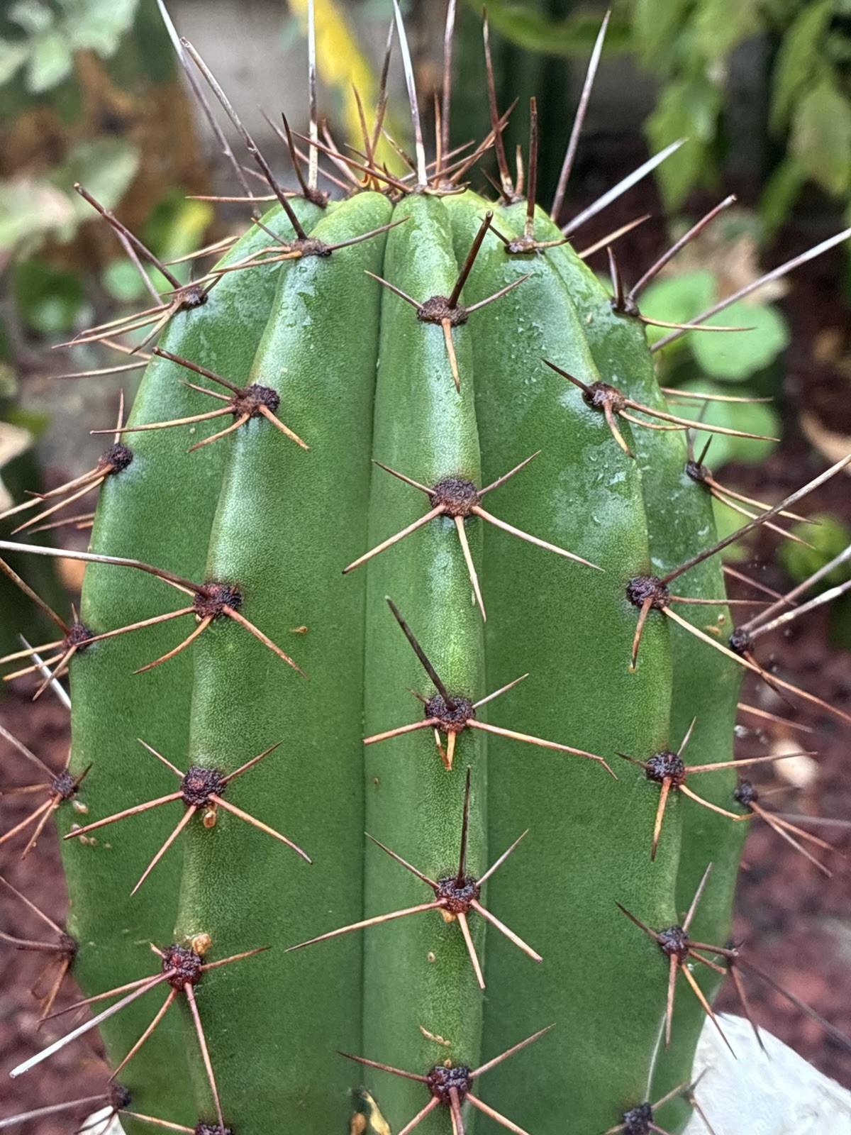 Stenocereus Queretaroensis Cactus Cutting
