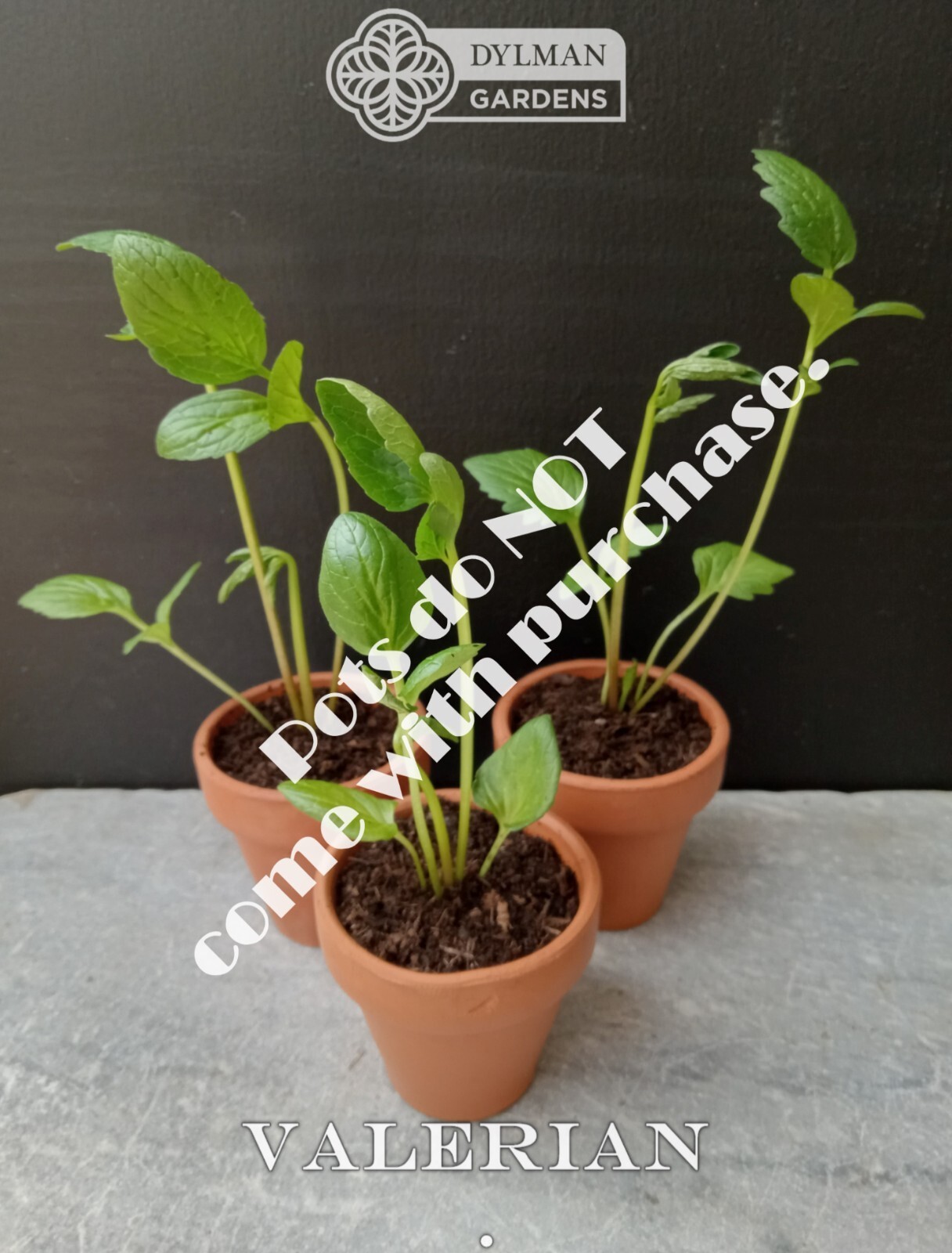 Valerian Plant (Valeriana officinalis) Garden Heliotrope – All-heal – Herb Plant