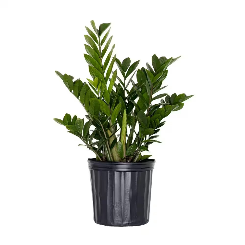 Live ZZ Plant Low Maintenance House Plant in 10 In. Grower Pot