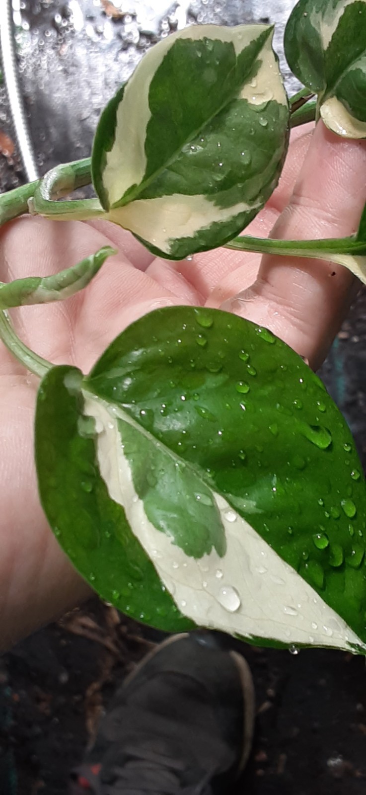 1 Healthy Cutting N’Joy POTHOS- READ LISTING