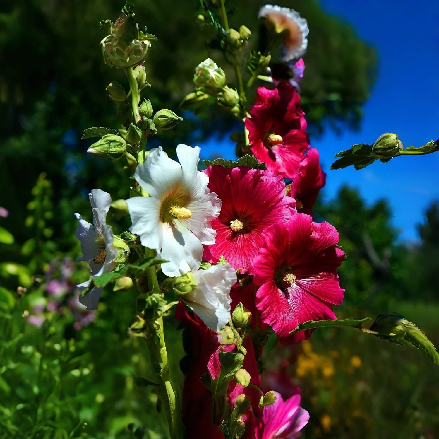 Giant Mallow Double Hollyhocks: 350+ Seeds for Colorful Home Garden Displays