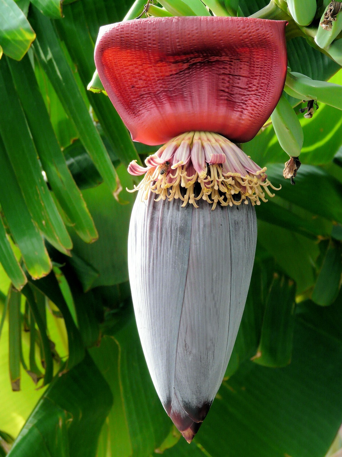 10 seeds Musa ochracea Banana -Rare Tropical Plant Seed Pack- See Description