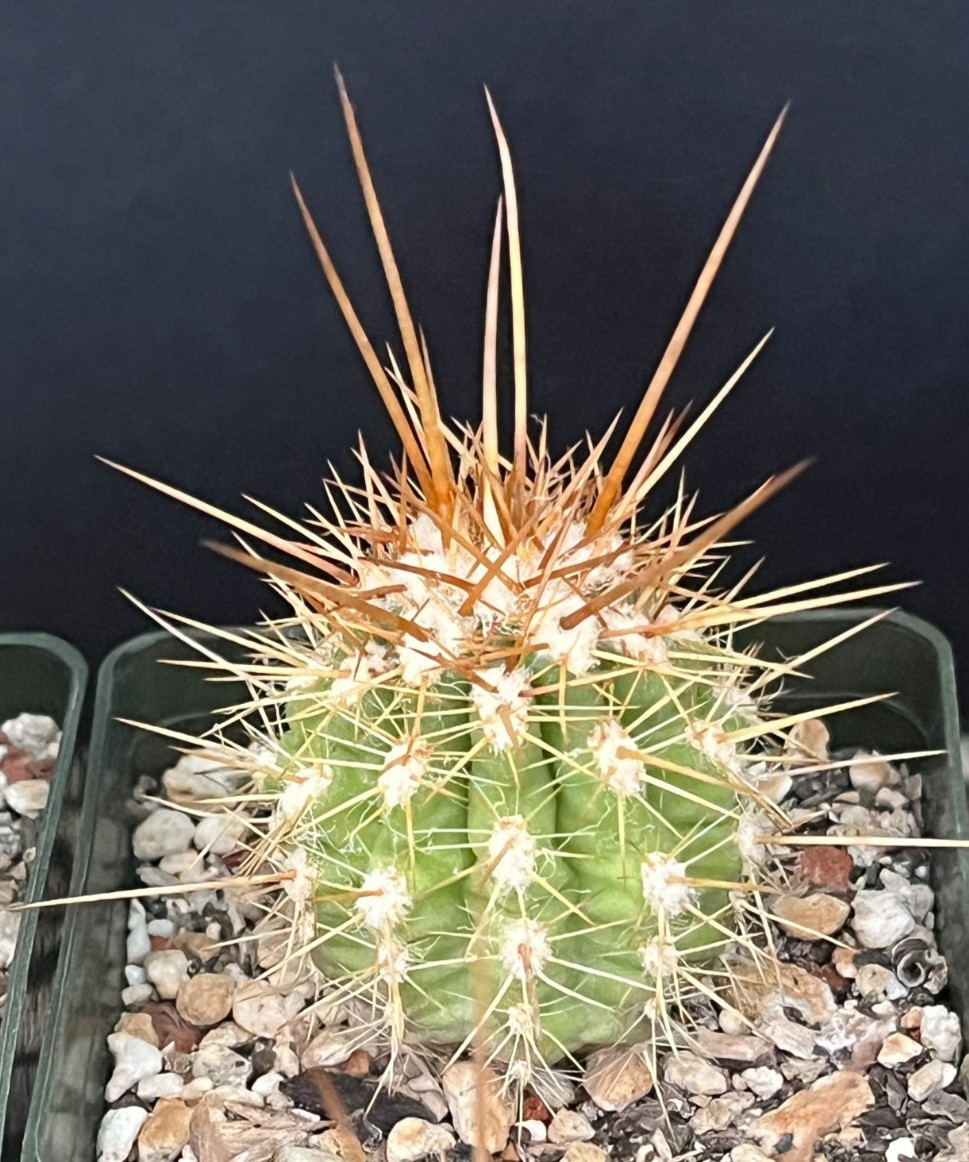 Oreocereus variicolor KK887 locality UNIQUE PHENOTYPES Rare Cactus Seed-Grown