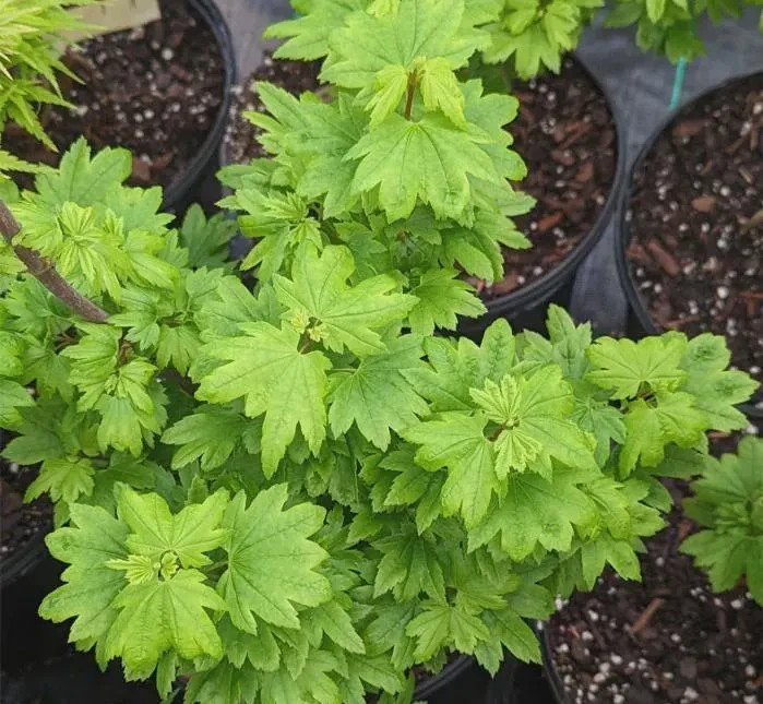 Acer circinatum ‘Baby Buttons’ #1 Container Size 18-24″ Height