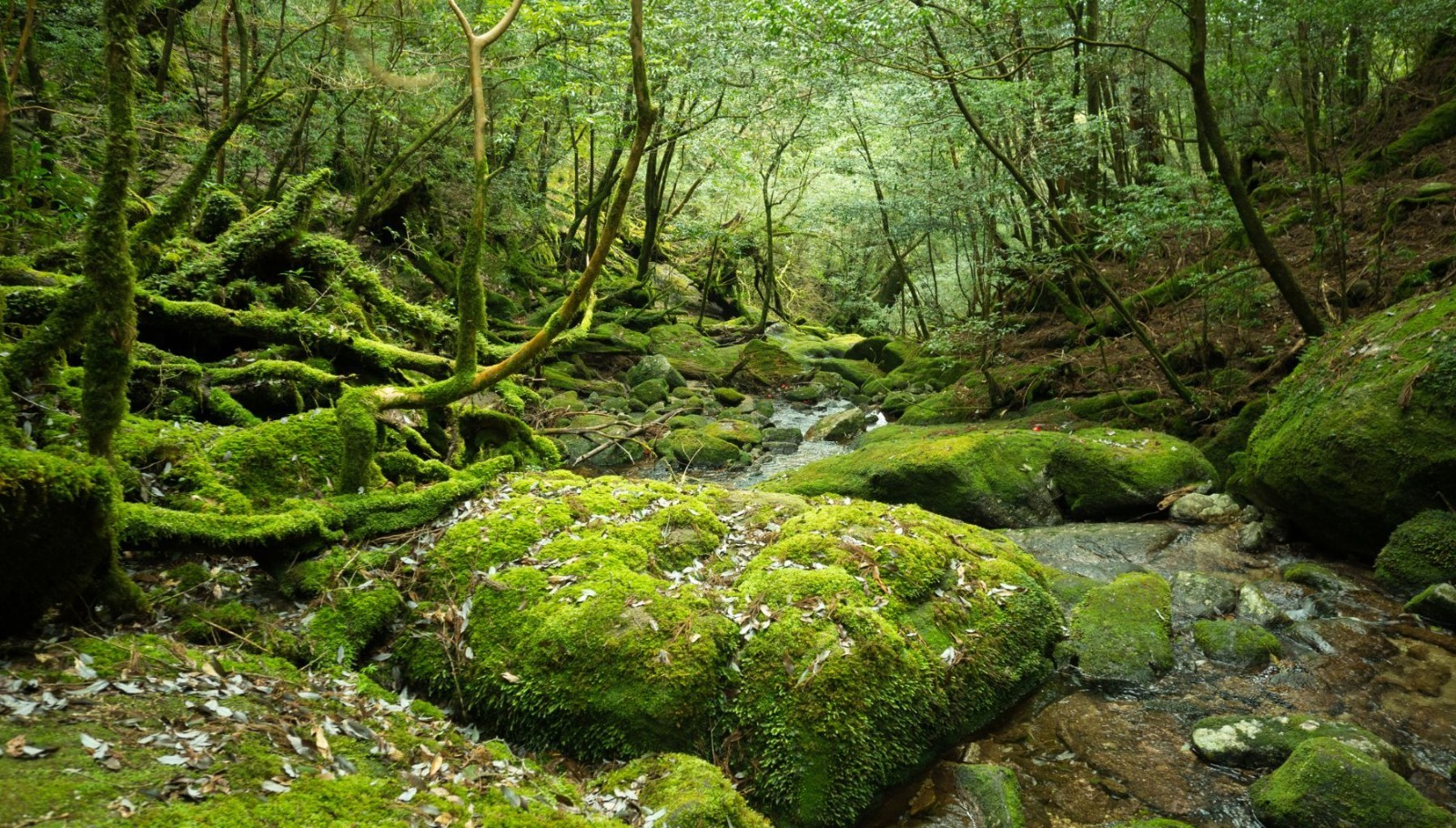 bulk live moss 5 gallon