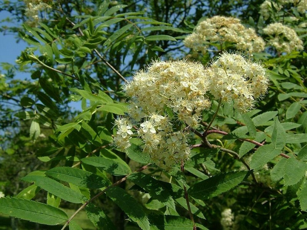 EUROPEAN MOUNTAIN ASH Sorbus Aucuparia – 20 SEEDS. FREE S&H